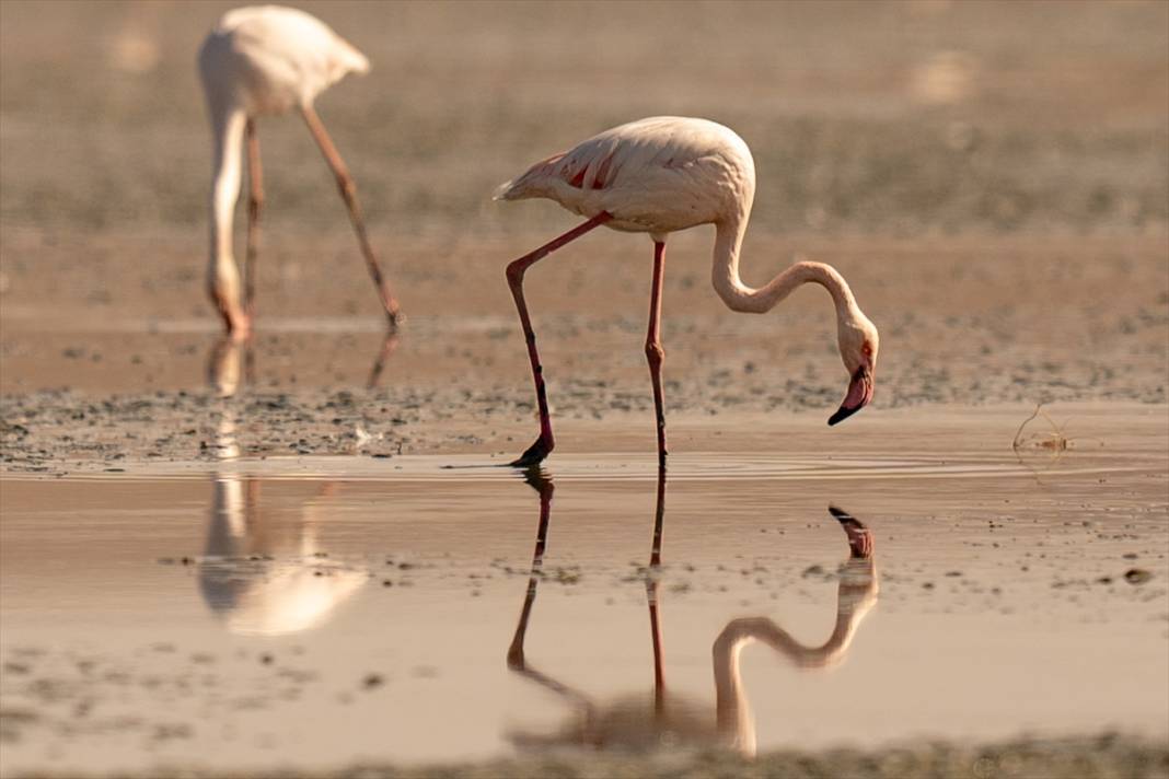 Konya’nın flamingo cenneti! 180 türe ev sahipliği yapıyor, görsel şölen sunuyor 32